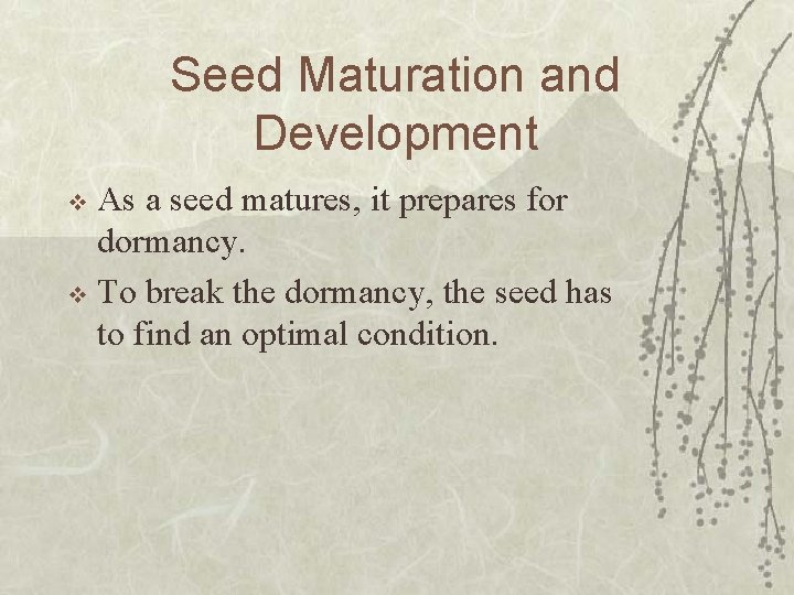 Seed Maturation and Development As a seed matures, it prepares for dormancy. v To