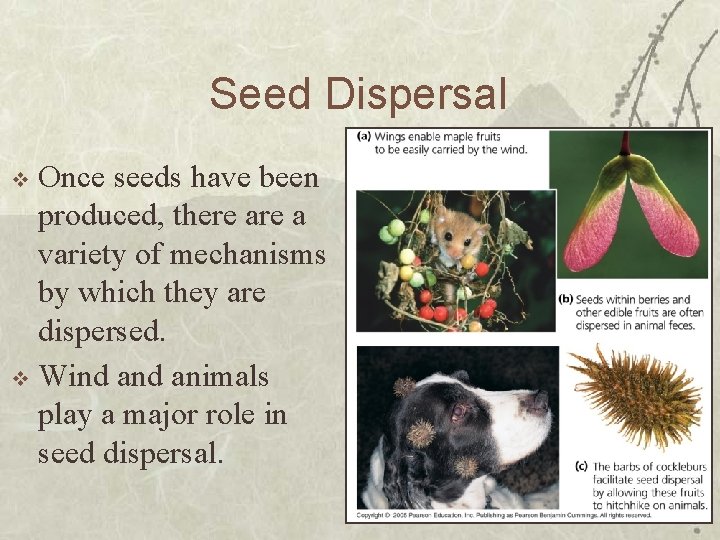 Seed Dispersal Once seeds have been produced, there a variety of mechanisms by which