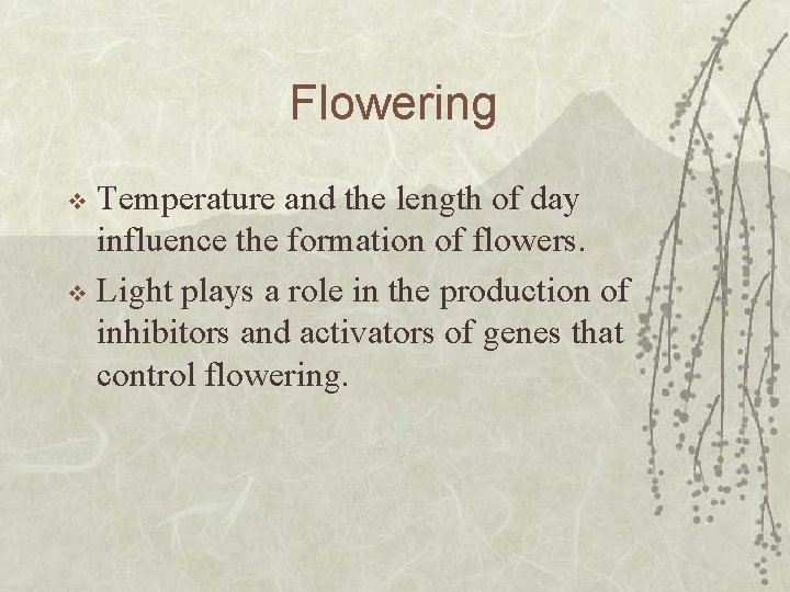 Flowering Temperature and the length of day influence the formation of flowers. v Light