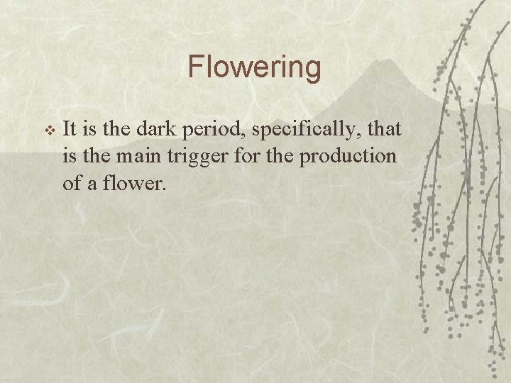 Flowering v It is the dark period, specifically, that is the main trigger for