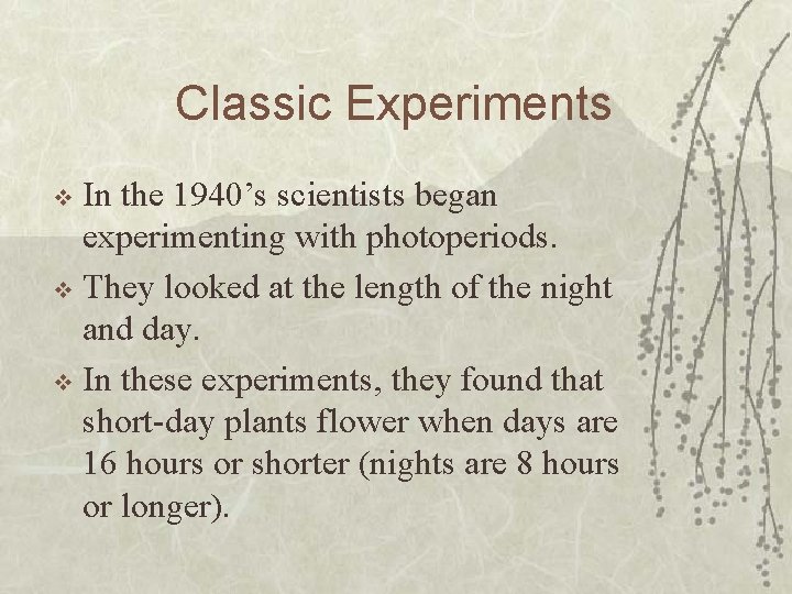 Classic Experiments In the 1940’s scientists began experimenting with photoperiods. v They looked at