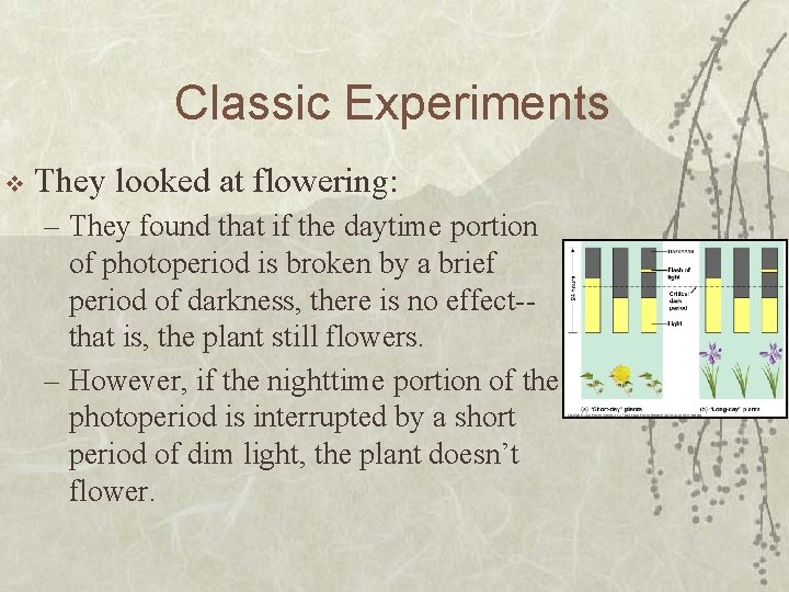 Classic Experiments v They looked at flowering: – They found that if the daytime