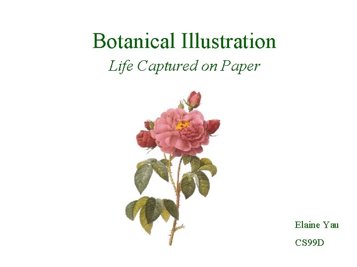 Botanical Illustration Life Captured on Paper Elaine Yau CS 99 D 