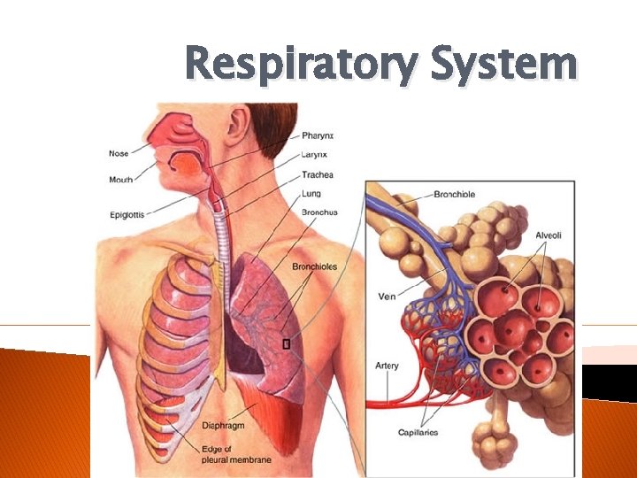 Respiratory System 