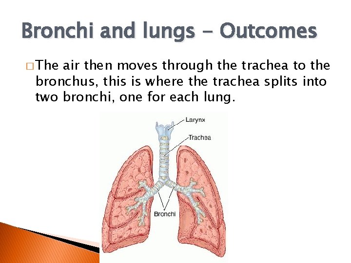 Bronchi and lungs - Outcomes � The air then moves through the trachea to