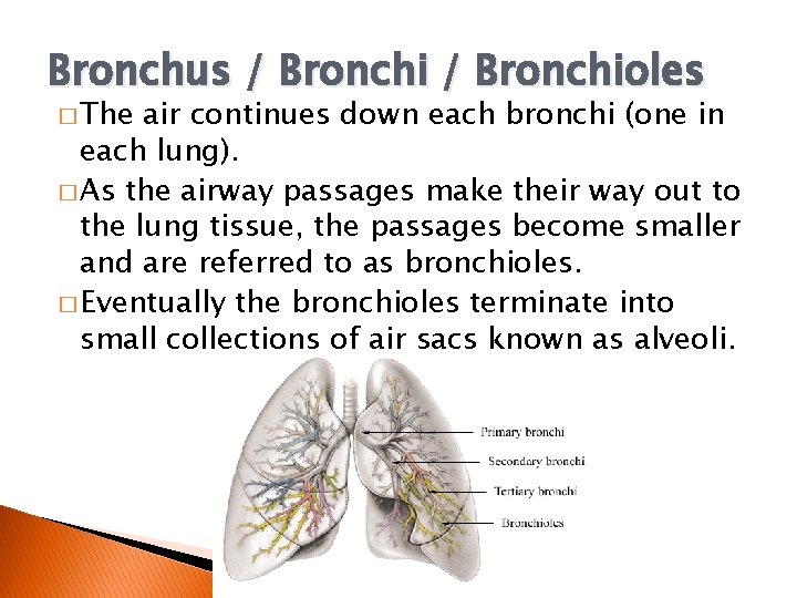 Bronchus / Bronchioles � The air continues down each bronchi (one in each lung).