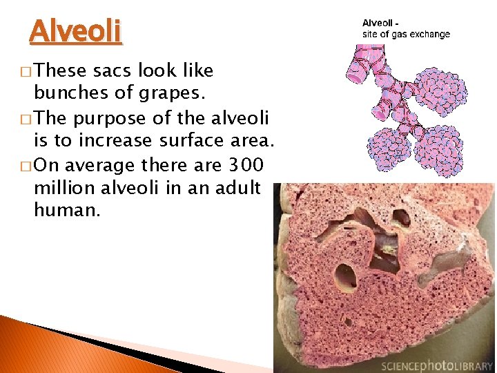 Alveoli � These sacs look like bunches of grapes. � The purpose of the