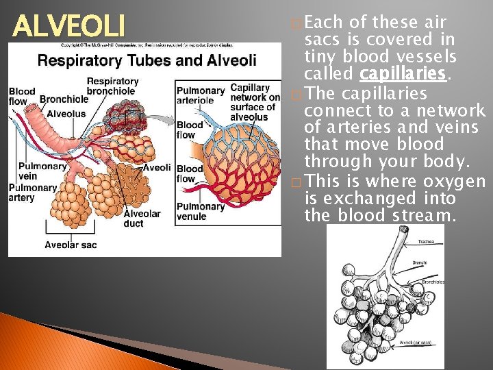 ALVEOLI � Each of these air sacs is covered in tiny blood vessels called