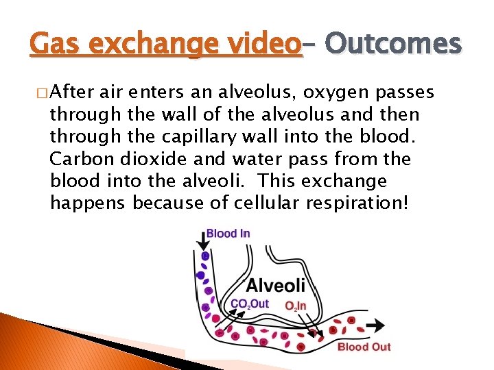 Gas exchange video– Outcomes � After air enters an alveolus, oxygen passes through the