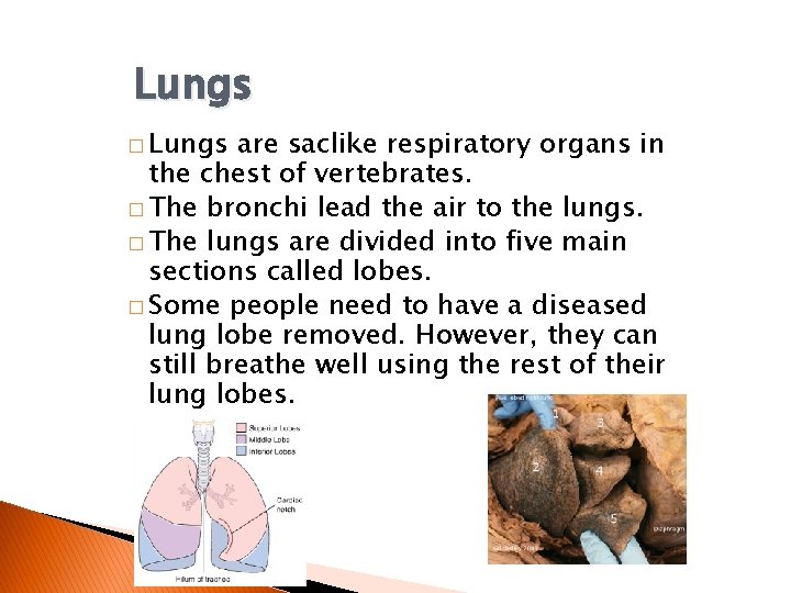 Lungs � Lungs are saclike respiratory organs in the chest of vertebrates. � The