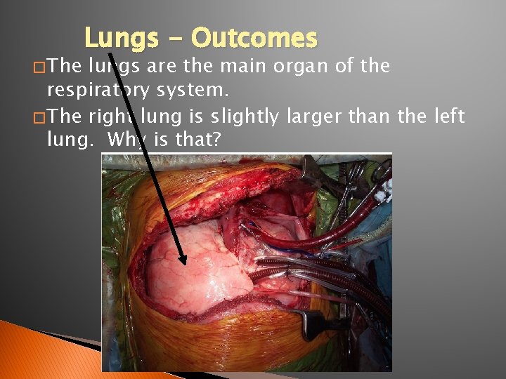 � The Lungs - Outcomes lungs are the main organ of the respiratory system.