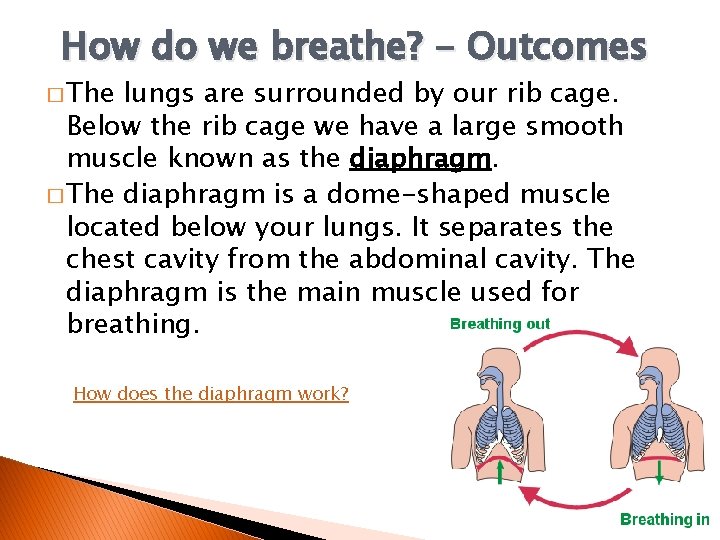 How do we breathe? - Outcomes � The lungs are surrounded by our rib