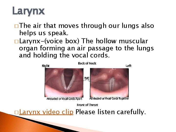 Larynx � The air that moves through our lungs also helps us speak. �