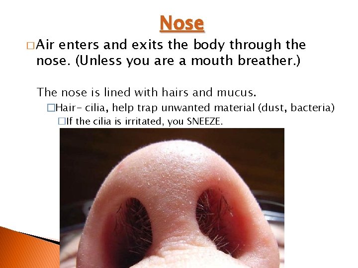� Air Nose enters and exits the body through the nose. (Unless you are