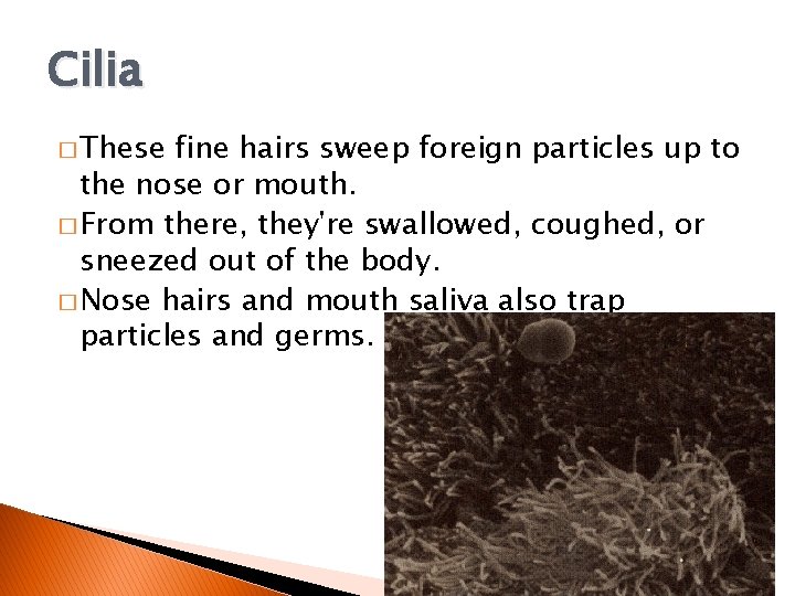 Cilia � These fine hairs sweep foreign particles up to the nose or mouth.