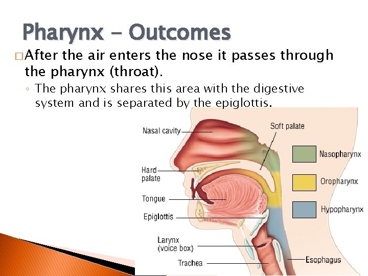 Pharynx - Outcomes � After the air enters the nose it passes through the