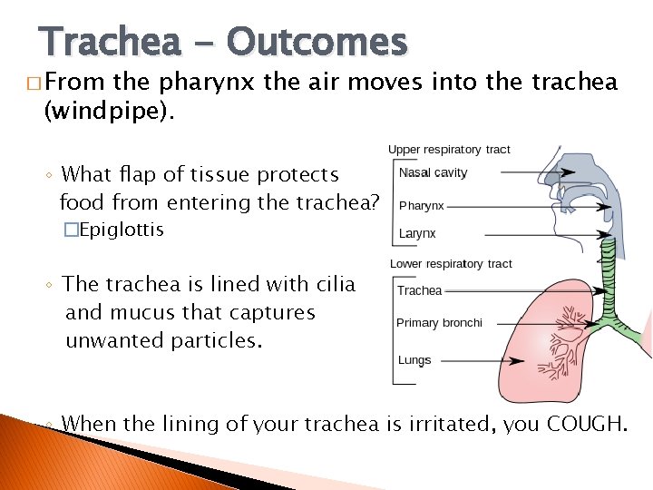 Trachea - Outcomes � From the pharynx the air moves into the trachea (windpipe).
