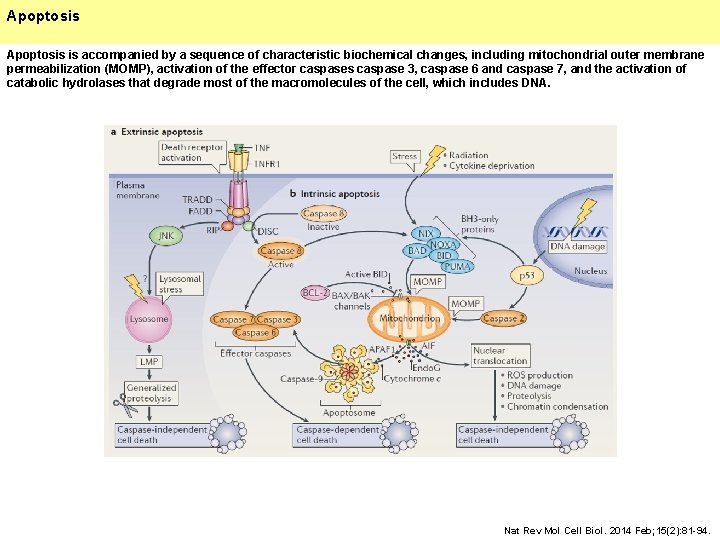 Cancer cell death the interplay of autophagy and