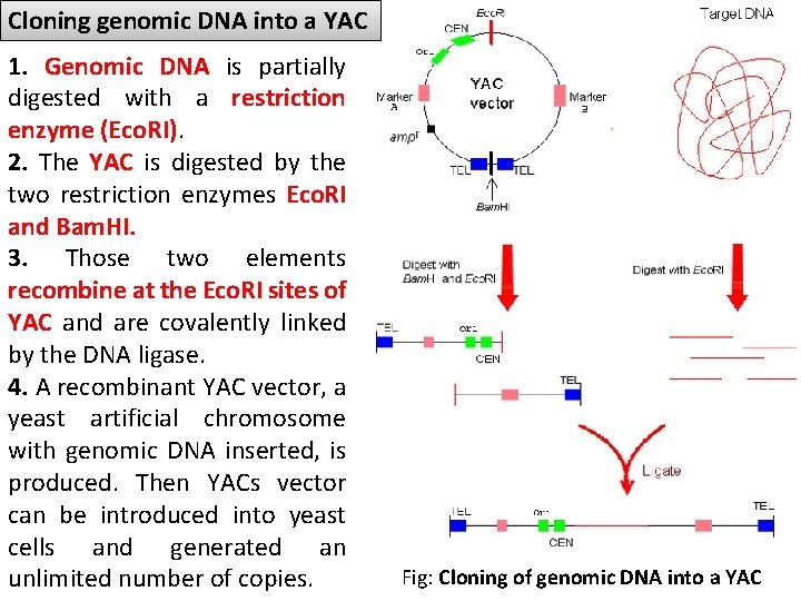 Cloning genomic DNA into a YAC 1. Genomic DNA is partially digested with a