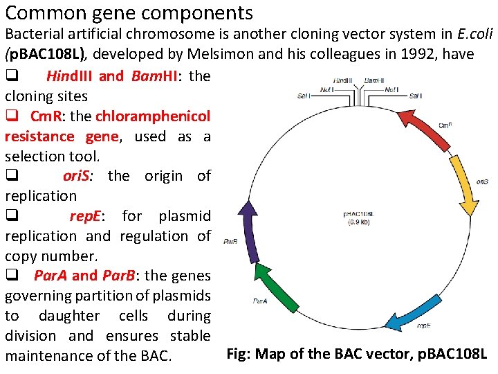 Common gene components Bacterial artificial chromosome is another cloning vector system in E. coli