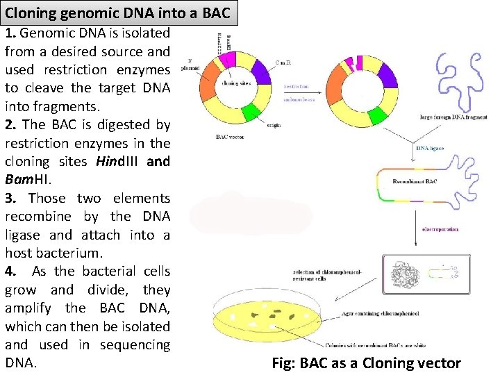 Cloning genomic DNA into a BAC 1. Genomic DNA is isolated from a desired