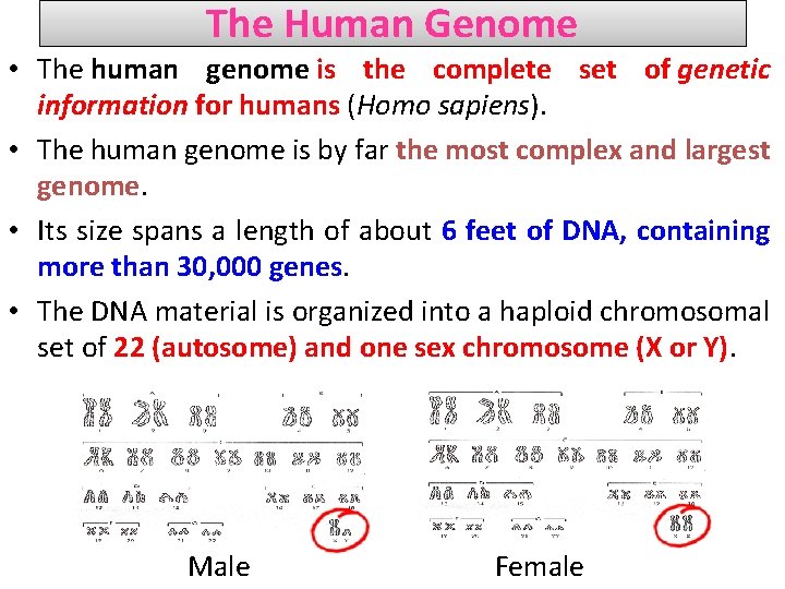 The Human Genome • The human genome is the complete set of genetic information