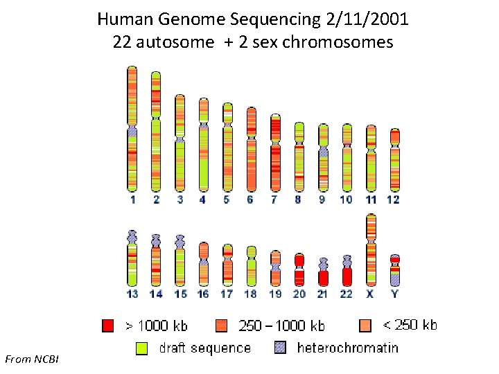Human Genome Sequencing 2/11/2001 22 autosome + 2 sex chromosomes From NCBI 