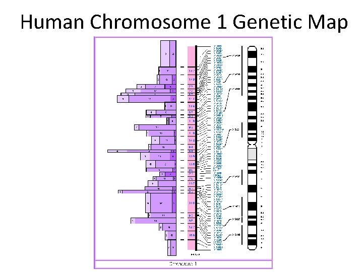 Human Chromosome 1 Genetic Map 