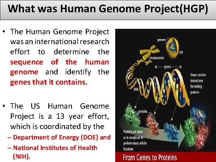 What was Human Genome Project(HGP) • The Human Genome Project was an international research