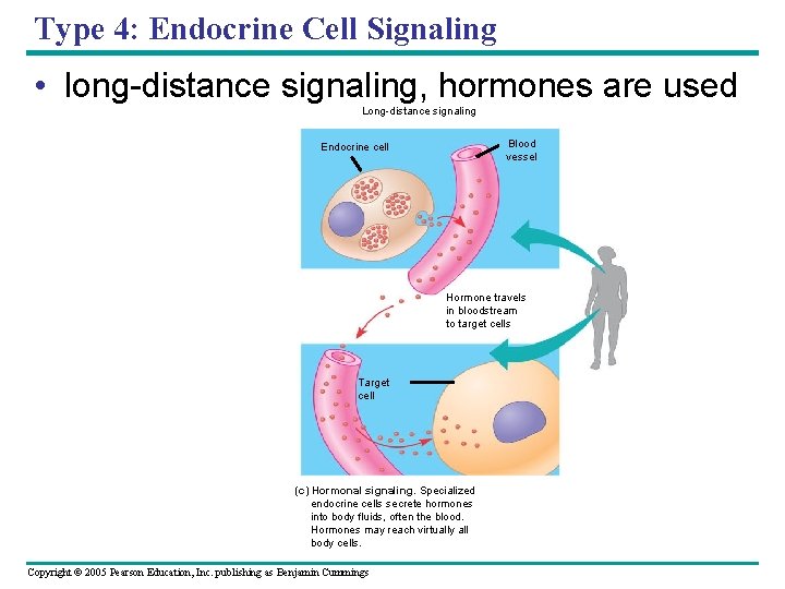 Type 4: Endocrine Cell Signaling • long-distance signaling, hormones are used Long-distance signaling Blood