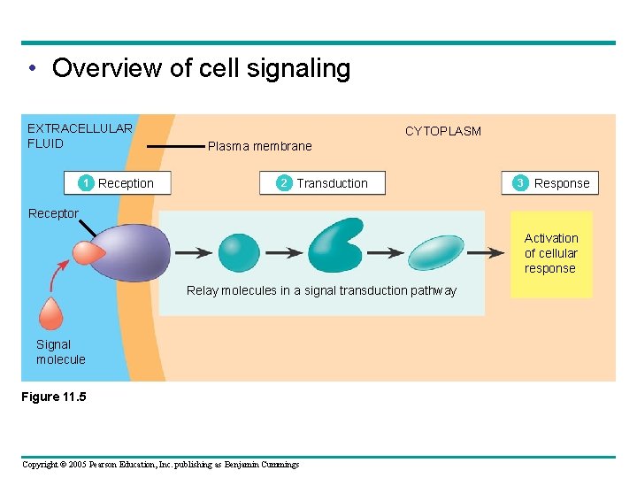  • Overview of cell signaling EXTRACELLULAR FLUID 1 Reception CYTOPLASM Plasma membrane 2