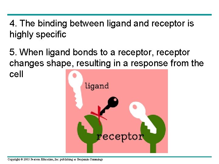 4. The binding between ligand receptor is highly specific 5. When ligand bonds to