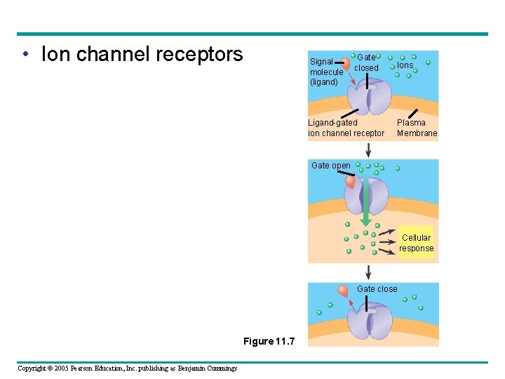  • Ion channel receptors Signal molecule (ligand) Gate closed Ions Ligand-gated ion channel