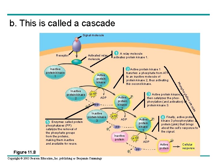 b. This is called a cascade Signal molecule Receptor Activated relay molecule Inactive protein