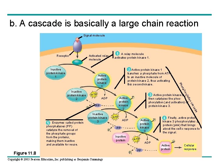 b. A cascade is basically a large chain reaction Signal molecule Receptor Activated relay