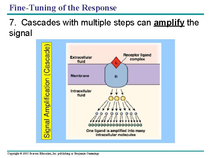 Fine-Tuning of the Response 7. Cascades with multiple steps can amplify the signal Copyright