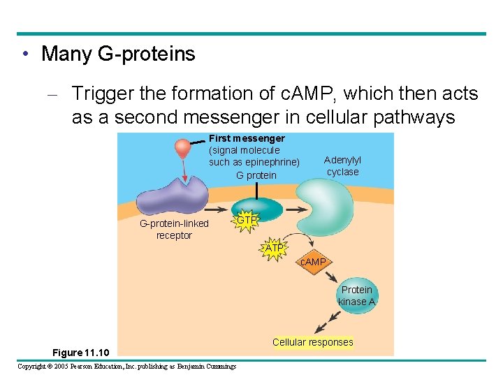 • Many G-proteins – Trigger the formation of c. AMP, which then acts