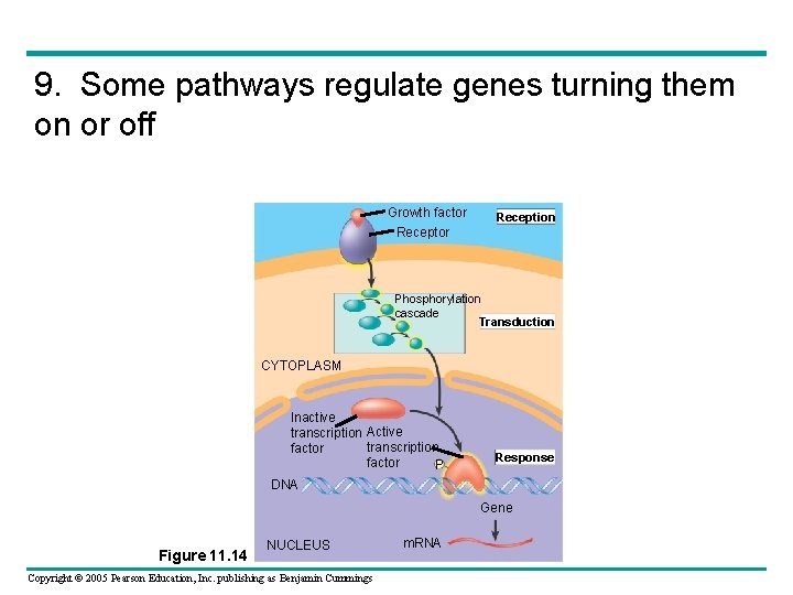 9. Some pathways regulate genes turning them on or off Growth factor Reception Receptor