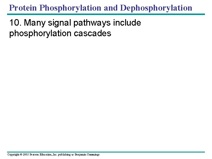 Protein Phosphorylation and Dephosphorylation 10. Many signal pathways include phosphorylation cascades Copyright © 2005
