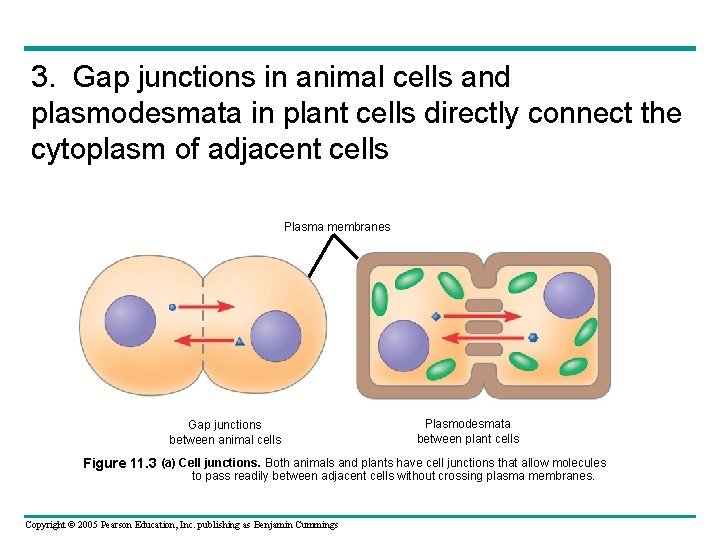 3. Gap junctions in animal cells and plasmodesmata in plant cells directly connect the