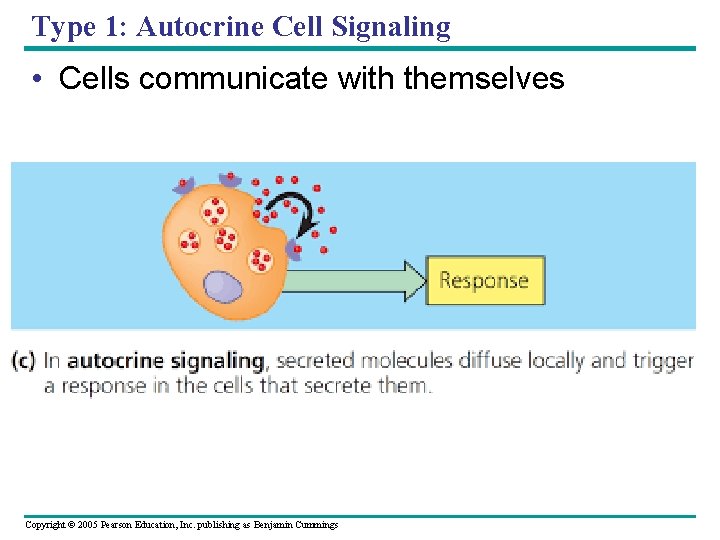 Type 1: Autocrine Cell Signaling • Cells communicate with themselves Copyright © 2005 Pearson