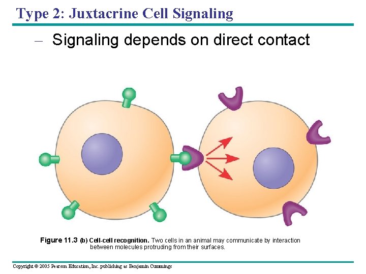 Type 2: Juxtacrine Cell Signaling – Signaling depends on direct contact Figure 11. 3