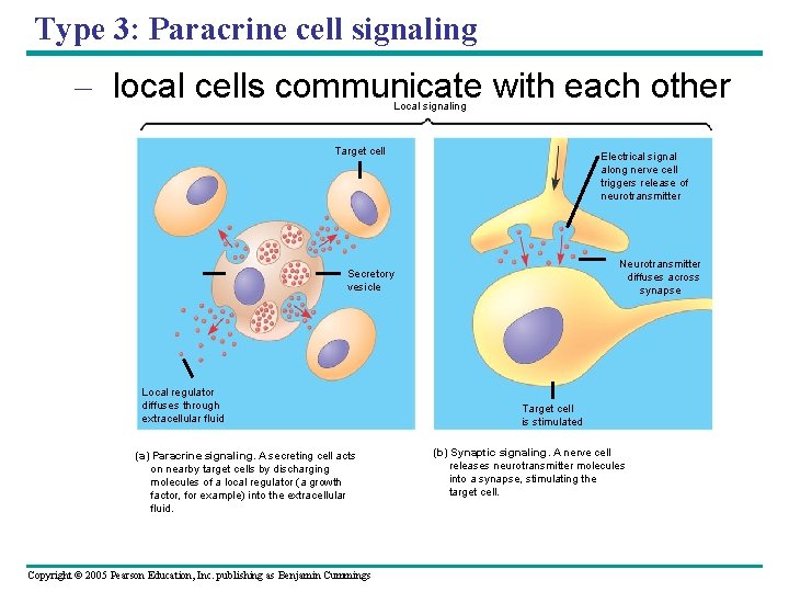 Type 3: Paracrine cell signaling – local cells communicate with each other Local signaling