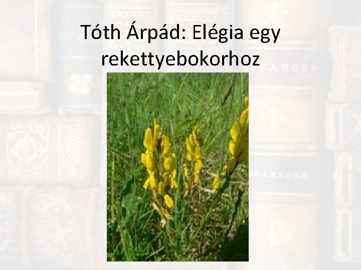 Tóth Árpád: Elégia egy rekettyebokorhoz 