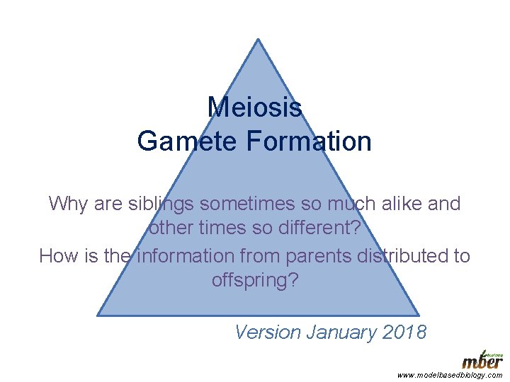 Meiosis Gamete Formation Why are siblings sometimes so much alike and other times so