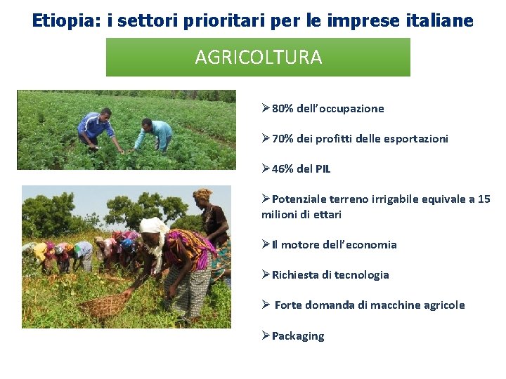 Etiopia: i settori prioritari per le imprese italiane AGRICOLTURA Ø 80% dell’occupazione Ø 70%