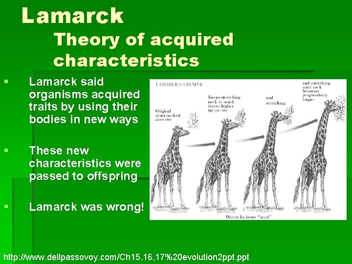 Lamarck Theory of acquired characteristics § Lamarck said organisms acquired traits by using their