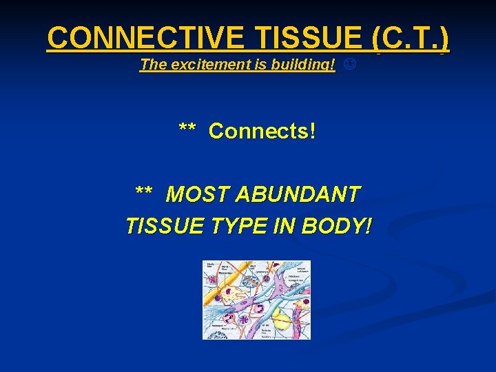 CONNECTIVE TISSUE (C. T. ) The excitement is building! ** Connects! ** MOST ABUNDANT