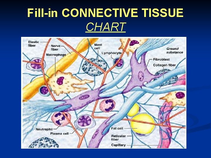 Fill-in CONNECTIVE TISSUE CHART 