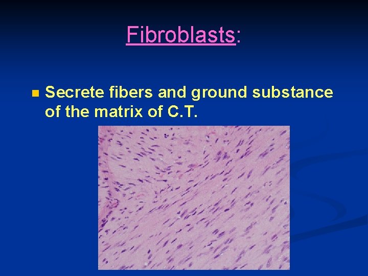 Fibroblasts: n Secrete fibers and ground substance of the matrix of C. T. 